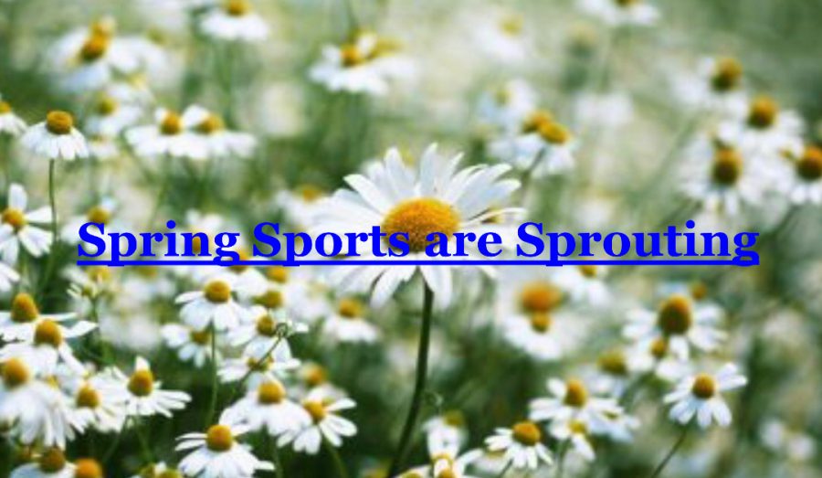 Spring Sports are Sprouting